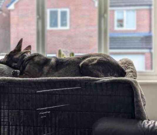 Cozy Dog Crates: Kodah’s Window Nap – Dogster cozy-dog-crates-kodahs-window-nap-dogster