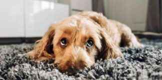 Dog Bird Flu: Signs, Causes & Treatment Explained dog-bird-flu-signs-causes-treatment-explained