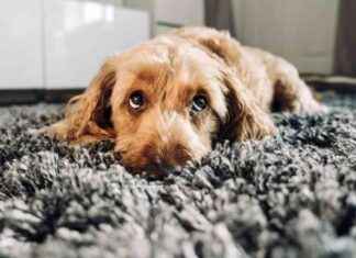 Dog Bird Flu: Signs, Causes & Treatment Explained dog-bird-flu-signs-causes-treatment-explained