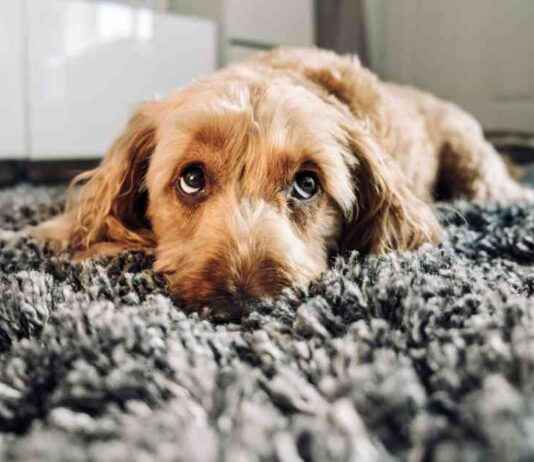 Dog Bird Flu: Signs, Causes & Treatment Explained dog-bird-flu-signs-causes-treatment-explained