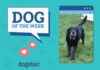 Dogster Photo Contest: Dogs of the Week Winners – Feb 06, 2025 dogster-photo-contest-dogs-of-the-week-winners-feb-06-2025