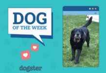 Dogster Photo Contest: Dogs of the Week Winners – Feb 06, 2025 dogster-photo-contest-dogs-of-the-week-winners-feb-06-2025