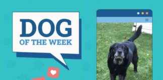 Dogster Photo Contest: Dogs of the Week Winners – Feb 06, 2025 dogster-photo-contest-dogs-of-the-week-winners-feb-06-2025