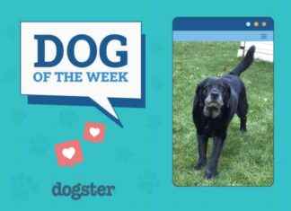 Dogster Photo Contest: Dogs of the Week Winners – Feb 06, 2025 dogster-photo-contest-dogs-of-the-week-winners-feb-06-2025