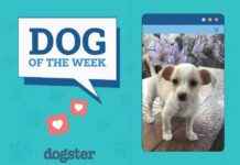 Dogster Photo Contest: Dogs of the Week Winners (Feb 27, 2025) dogster-photo-contest-dogs-of-the-week-winners-feb-27-2025