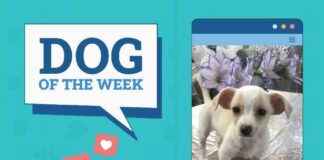 Dogster Photo Contest: Dogs of the Week Winners (Feb 27, 2025) dogster-photo-contest-dogs-of-the-week-winners-feb-27-2025