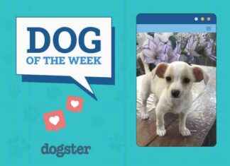 Dogster Photo Contest: Dogs of the Week Winners (Feb 27, 2025) dogster-photo-contest-dogs-of-the-week-winners-feb-27-2025