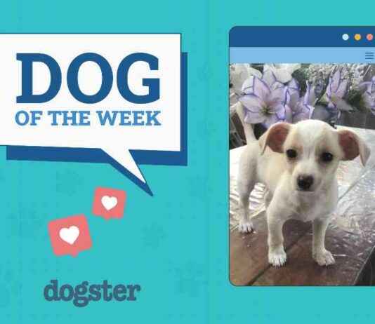 Dogster Photo Contest: Dogs of the Week Winners (Feb 27, 2025) dogster-photo-contest-dogs-of-the-week-winners-feb-27-2025