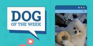 Dogster Photo Contest: Feb 20, 2025 Winners – Dogs of the Week dogster-photo-contest-feb-20-2025-winners-dogs-of-the-week