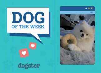 Dogster Photo Contest: Feb 20, 2025 Winners – Dogs of the Week dogster-photo-contest-feb-20-2025-winners-dogs-of-the-week