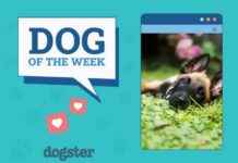 Dogster Photo Contest Winners: Dogs of the Week (Feb 13, 2025) dogster-photo-contest-winners-dogs-of-the-week-feb-13-2025