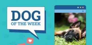 Dogster Photo Contest Winners: Dogs of the Week (Feb 13, 2025) dogster-photo-contest-winners-dogs-of-the-week-feb-13-2025