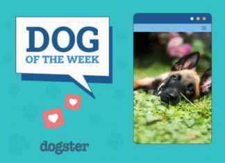 Dogster Photo Contest Winners: Dogs of the Week (Feb 13, 2025) dogster-photo-contest-winners-dogs-of-the-week-feb-13-2025
