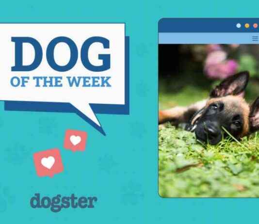Dogster Photo Contest Winners: Dogs of the Week (Feb 13, 2025) dogster-photo-contest-winners-dogs-of-the-week-feb-13-2025