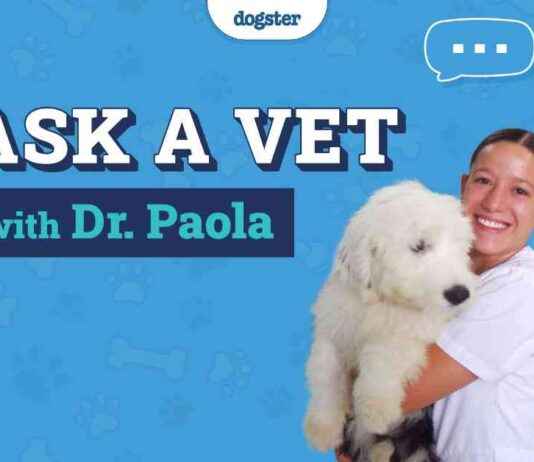 Dr. Paola’s Dogster Q&A: Feb 10, 2025 dr-paolas-dogster-qa-feb-10-2025