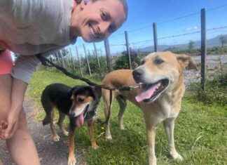 Evolution of Walks for Rosa & Mac: The ‘W’ Word evolution-of-walks-for-rosa-mac-the-w-word