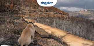 Kevin Costner Supports Vets & Raises Funds for California Pets kevin-costner-supports-vets-raises-funds-for-california-pets