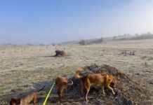 Maintaining Harmony in Multi-Dog Homes: Tips for Success maintaining-harmony-in-multi-dog-homes-tips-for-success