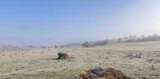 Maintaining Harmony in Multi-Dog Homes: Tips for Success maintaining-harmony-in-multi-dog-homes-tips-for-success