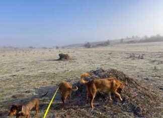 Maintaining Harmony in Multi-Dog Homes: Tips for Success maintaining-harmony-in-multi-dog-homes-tips-for-success