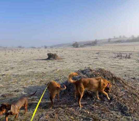 Maintaining Harmony in Multi-Dog Homes: Tips for Success maintaining-harmony-in-multi-dog-homes-tips-for-success