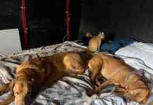 Managing Anxiety in Dogs: Understanding Lava, Hela, and Lajka managing-anxiety-in-dogs-understanding-lava-hela-and-lajka