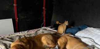 Managing Anxiety in Dogs: Understanding Lava, Hela, and Lajka managing-anxiety-in-dogs-understanding-lava-hela-and-lajka