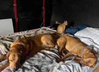 Managing Anxiety in Dogs: Understanding Lava, Hela, and Lajka managing-anxiety-in-dogs-understanding-lava-hela-and-lajka