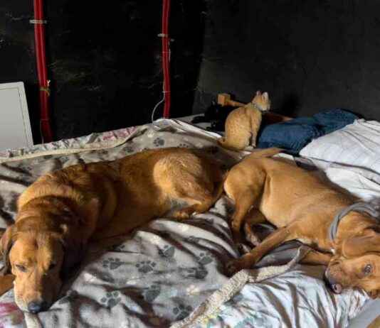 Managing Anxiety in Dogs: Understanding Lava, Hela, and Lajka managing-anxiety-in-dogs-understanding-lava-hela-and-lajka