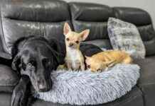 New Title: Meet the Snorties, Yappers & Fluffballs: Renaming Dog Breeds new-title-meet-the-snorties-yappers-fluffballs-renaming-dog-breeds