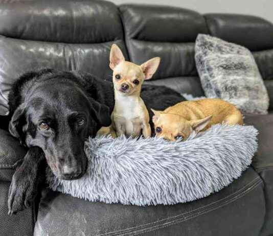 New Title: Meet the Snorties, Yappers & Fluffballs: Renaming Dog Breeds new-title-meet-the-snorties-yappers-fluffballs-renaming-dog-breeds