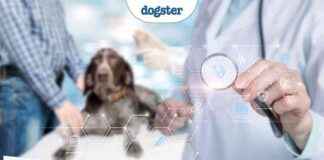 Personalized Cancer Treatment: AI Removes Guesswork in Canine Cancer personalized-cancer-treatment-a-removes-guesswork-in-canine-cancer