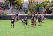 Should You Clone Your Dog? Dr. Karyn Contemplates should-you-clone-your-dog-dr-karyn-contemplates
