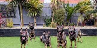 Should You Clone Your Dog? Dr. Karyn Contemplates should-you-clone-your-dog-dr-karyn-contemplates