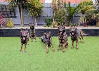 Should You Clone Your Dog? Dr. Karyn Contemplates should-you-clone-your-dog-dr-karyn-contemplates