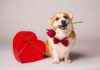 Top 10 Valentine’s Gifts for Dogs 2025 top-10-valentines-gifts-for-dogs-2025