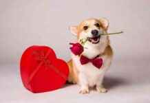 Top 10 Valentine’s Gifts for Dogs 2025 top-10-valentines-gifts-for-dogs-2025