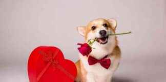 Top 10 Valentine’s Gifts for Dogs 2025 top-10-valentines-gifts-for-dogs-2025