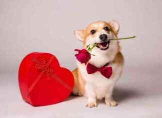 Top 10 Valentine’s Gifts for Dogs 2025 top-10-valentines-gifts-for-dogs-2025