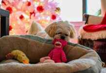 Top 7 Plush Dog Toys: Reviews & Picks 2025 top-7-plush-dog-toys-reviews-picks-2025