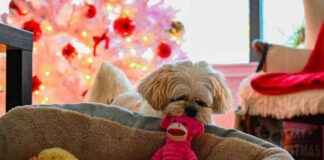 Top 7 Plush Dog Toys: Reviews & Picks 2025 top-7-plush-dog-toys-reviews-picks-2025