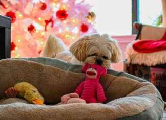 Top 7 Plush Dog Toys: Reviews & Picks 2025 top-7-plush-dog-toys-reviews-picks-2025