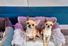 Ultimate Guide to Tiny Dog Couches: Size Fits All – Dog-friendly ultimate-guide-to-tiny-dog-couches-size-fits-all-dog-friendly