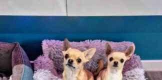 Ultimate Guide to Tiny Dog Couches: Size Fits All – Dog-friendly ultimate-guide-to-tiny-dog-couches-size-fits-all-dog-friendly