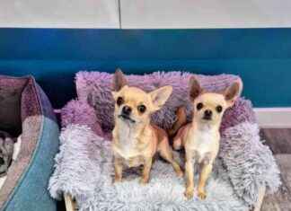 Ultimate Guide to Tiny Dog Couches: Size Fits All – Dog-friendly ultimate-guide-to-tiny-dog-couches-size-fits-all-dog-friendly