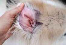 Understanding Ear Dermatitis in Dogs: Signs, Risks, Treatment understanding-ear-dermatitis-in-dogs-signs-risks-treatment