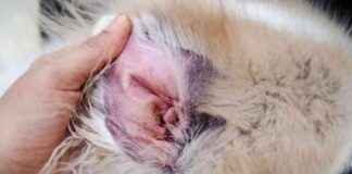 Understanding Ear Dermatitis in Dogs: Signs, Risks, Treatment understanding-ear-dermatitis-in-dogs-signs-risks-treatment
