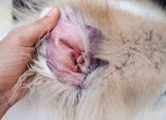 Understanding Ear Dermatitis in Dogs: Signs, Risks, Treatment understanding-ear-dermatitis-in-dogs-signs-risks-treatment