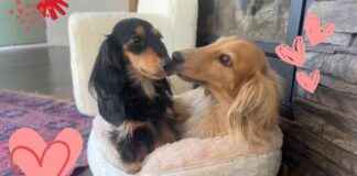 Valentine’s Day Ode to Doxie Sweethearts valentines-day-ode-to-doxie-sweethearts