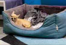 Why Dogs Lick Beds: Unusual Canine Habits Explained why-dogs-lick-beds-unusual-canine-habits-explained